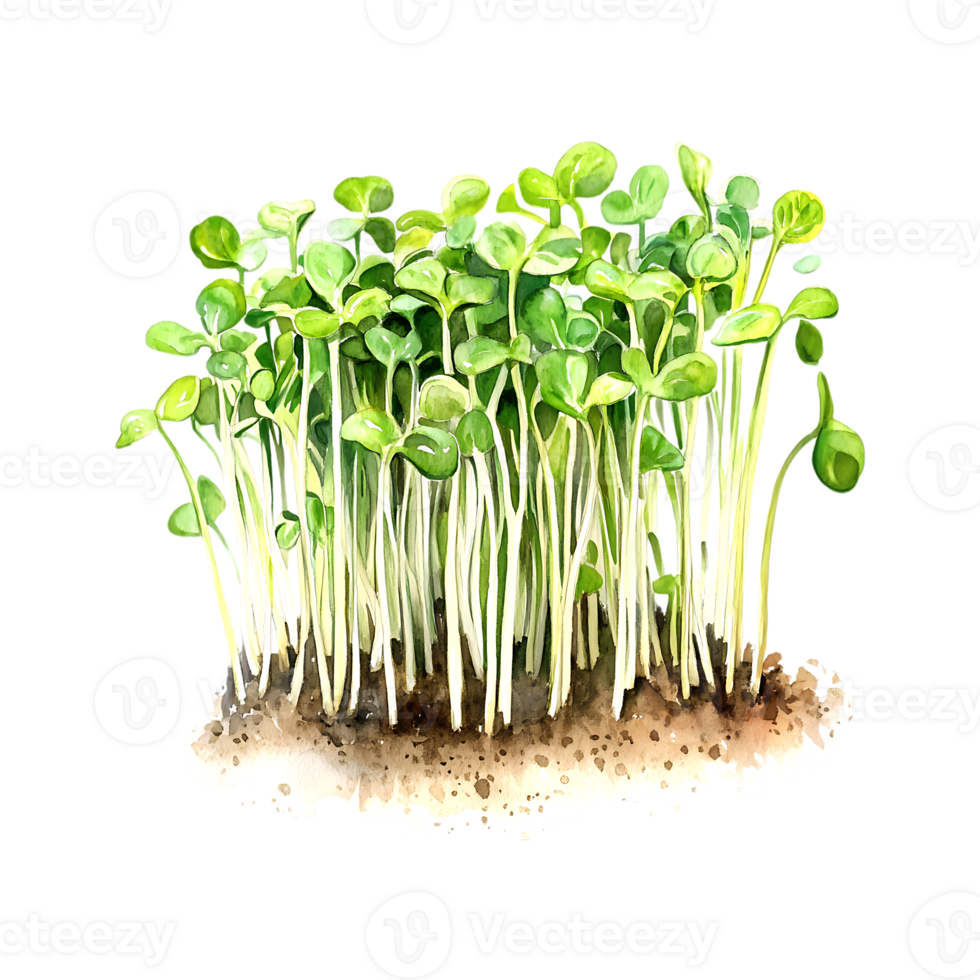 Sunflower microgreens illustration in watercolor on a transparent background png