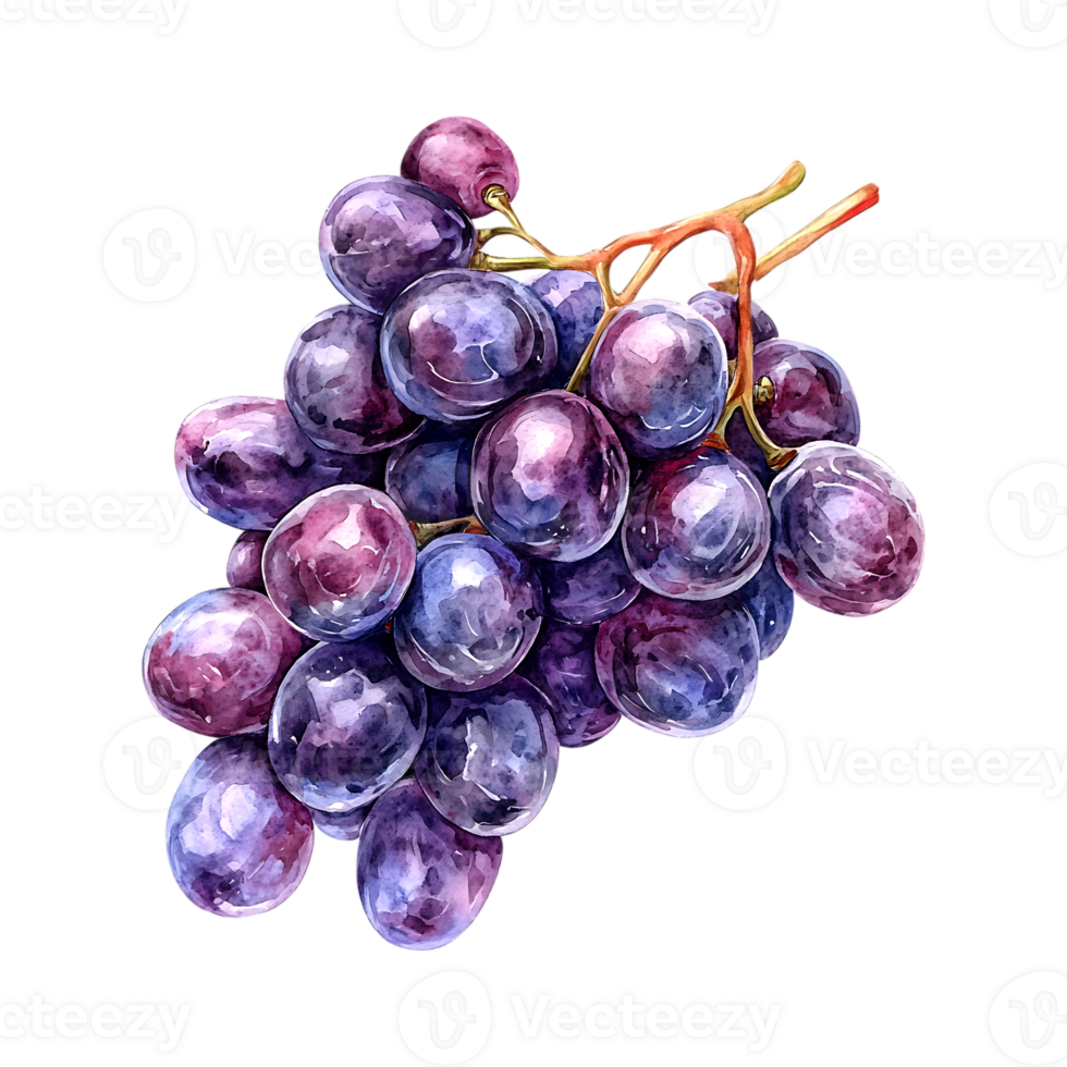Watercolor grapes illustration on a transparent background png