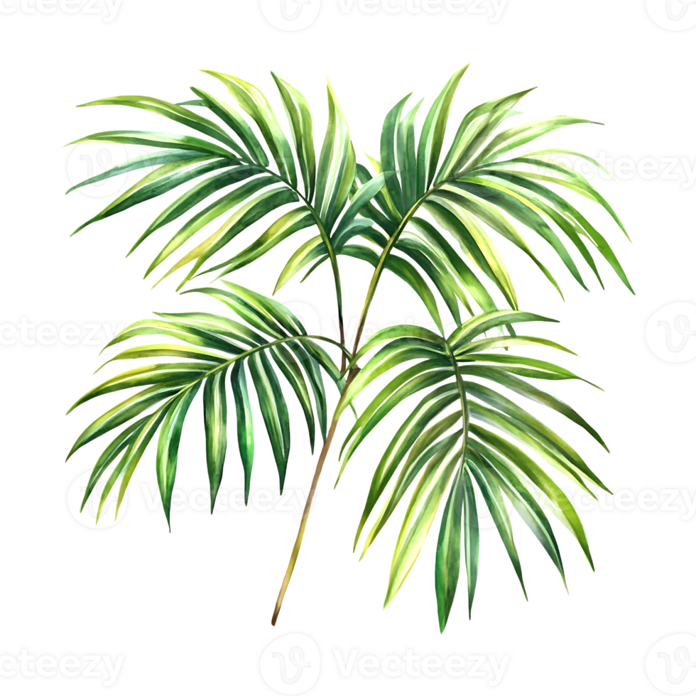Summer BBQ elements on a transparent background png