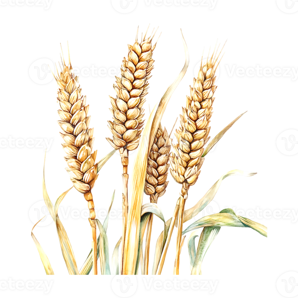 Intricate watercolor of wheat in a botanical design on a transparent background png
