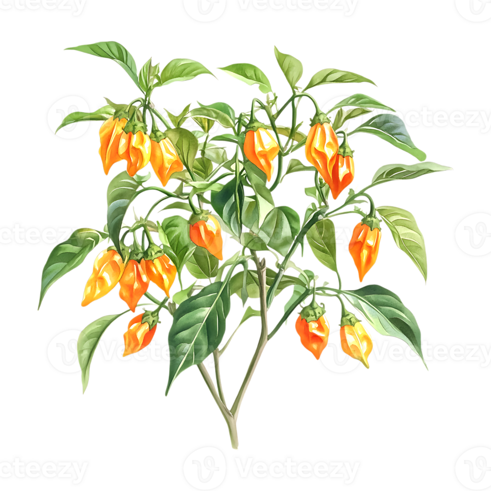 Watercolor Illustration of Habanero Pepper Bush on a transparent background png
