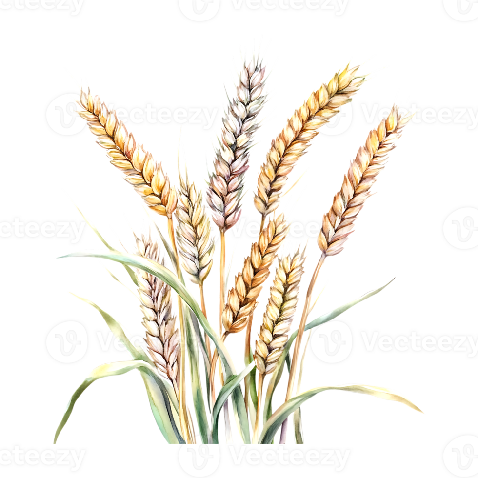 Hand-Painted Watercolor Wheat Spikelets for Bread and Harvest on a transparent background png