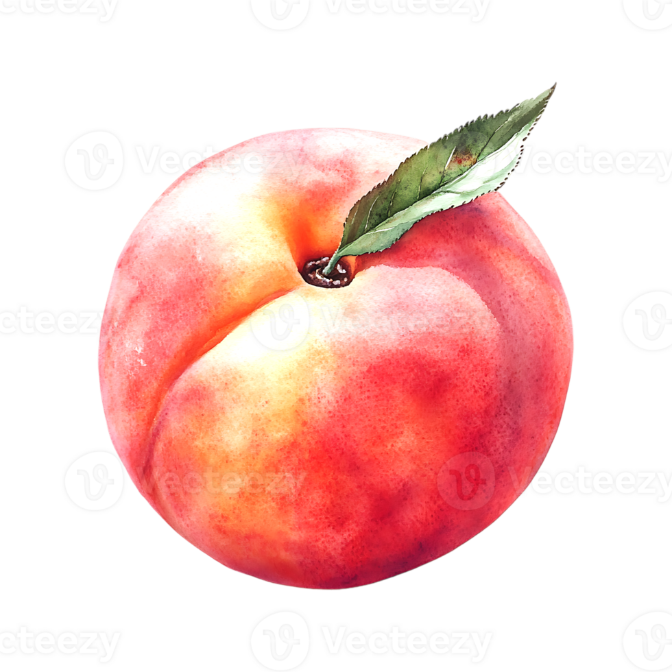 Realistic Watercolor Illustration of a Juicy Peach on a transparent background png