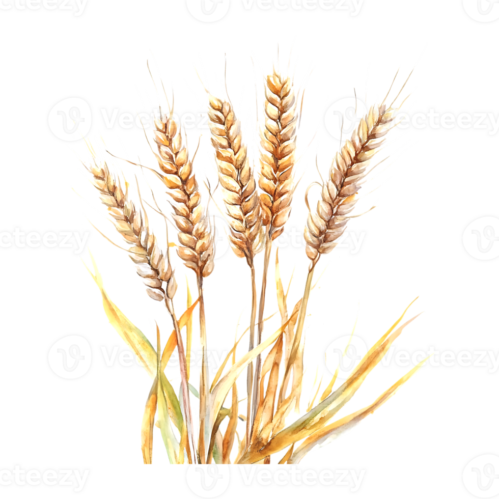 Digital Watercolor Wheat Spikelets for Harvest Designs on a transparent background png