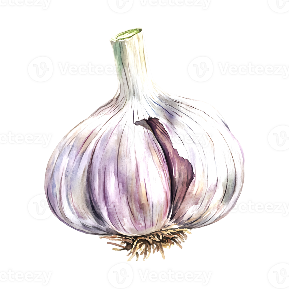 Watercolor garlic illustration on a transparent background png