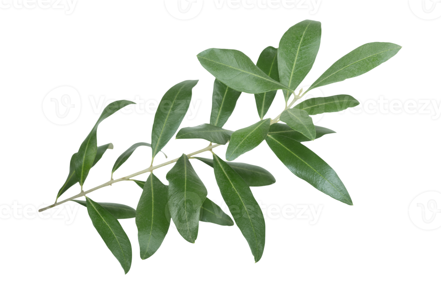 Isolated Olive Branch on transparent background png