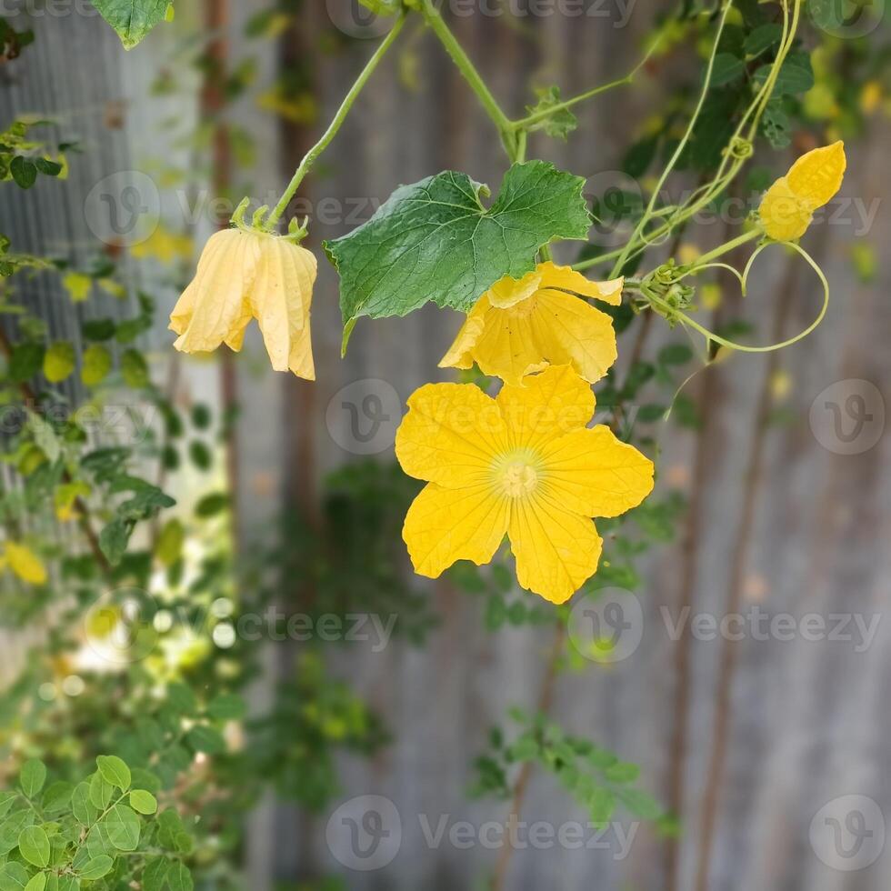 yellow flowers growing on a vine in a garden photo