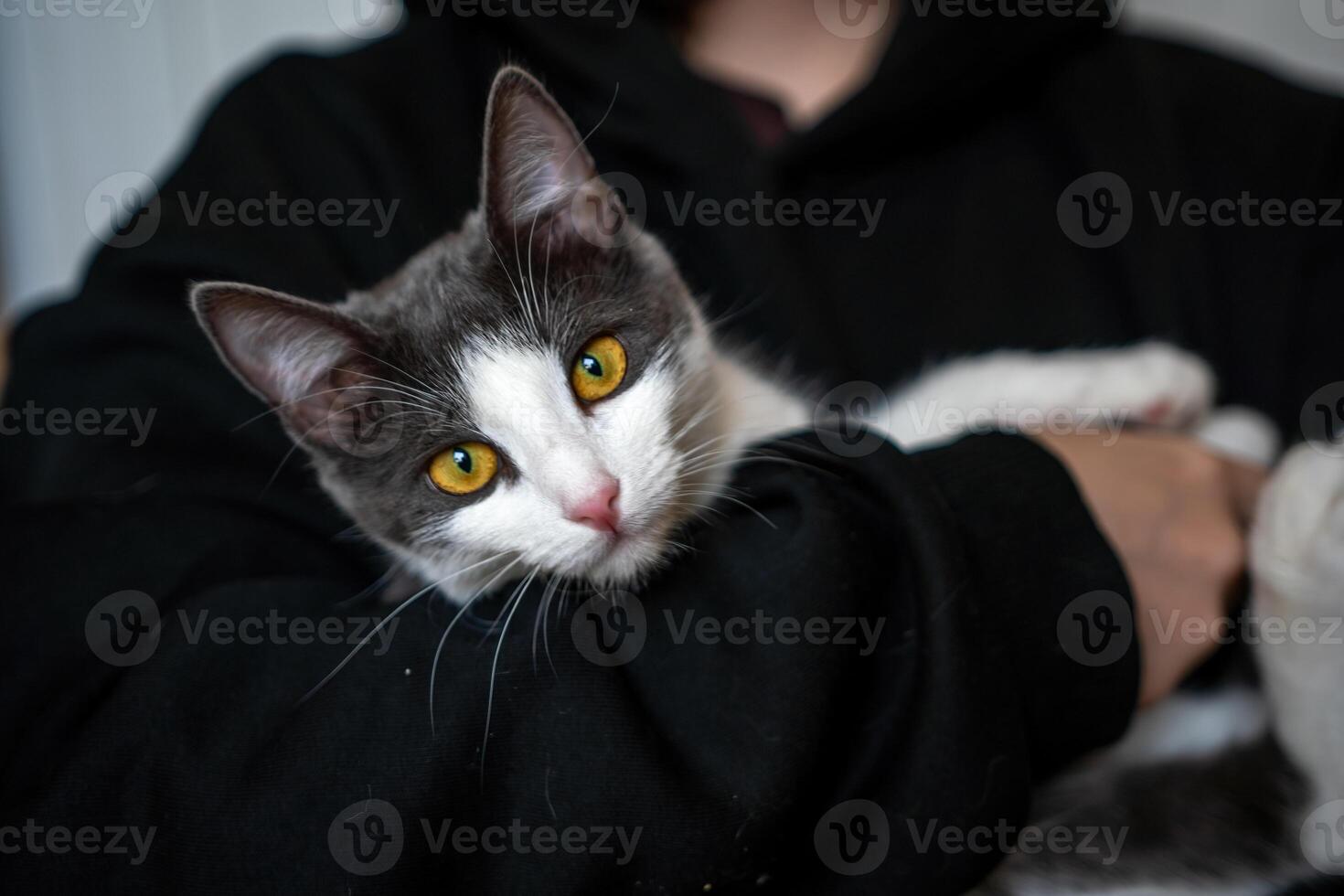 Cat Kitten Pet - A gray and white kitten with bright yellow eyes is being held in the arms of a person wearing a black hooded sweatshirt. photo