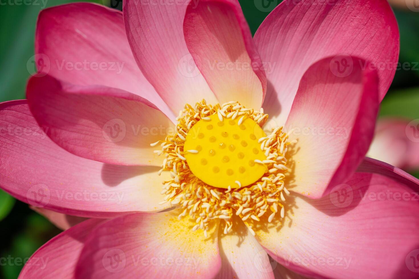 A pink lotus flower sways in the wind. Against the background of their green leaves. Lotus field on the lake in natural environment. photo