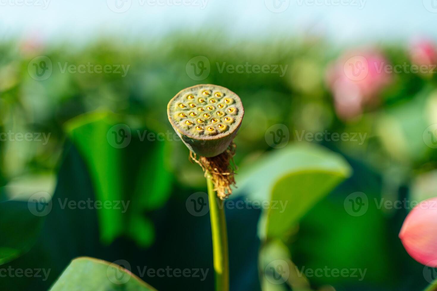 A pink lotus flower sways in the wind, Nelumbo nucifera. Against the background of their green leaves. Lotus field on the lake in natural environment. photo