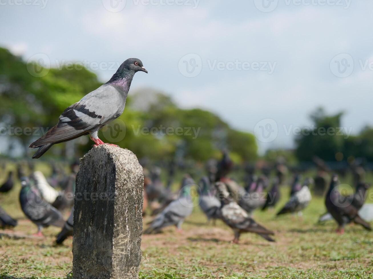 Pigeons on grass field photo