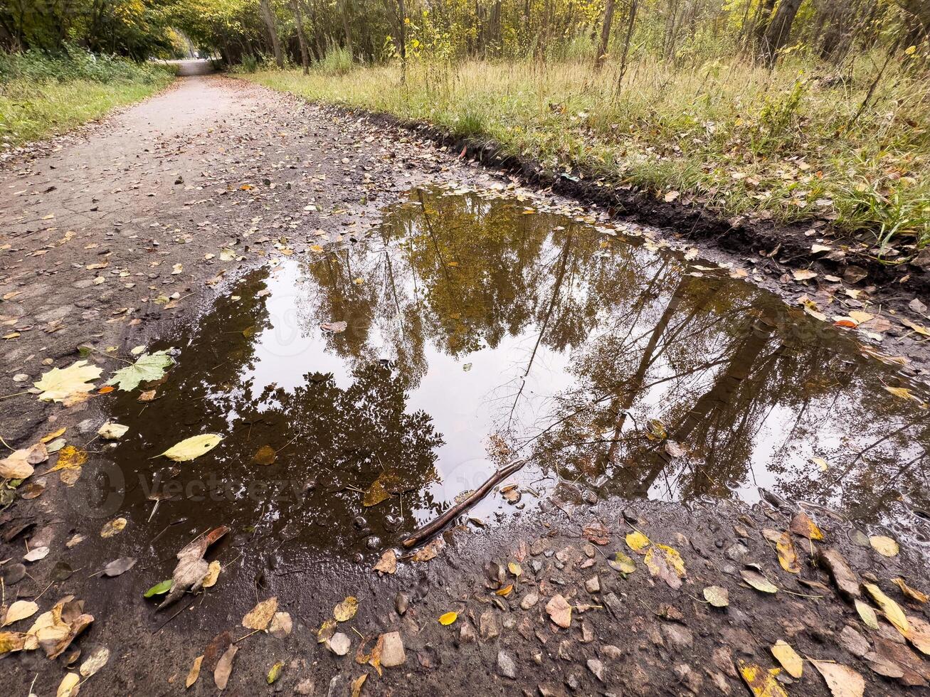 Bright yellow and green maple leaves in a puddle of water, Autumn, leaf fall. photo