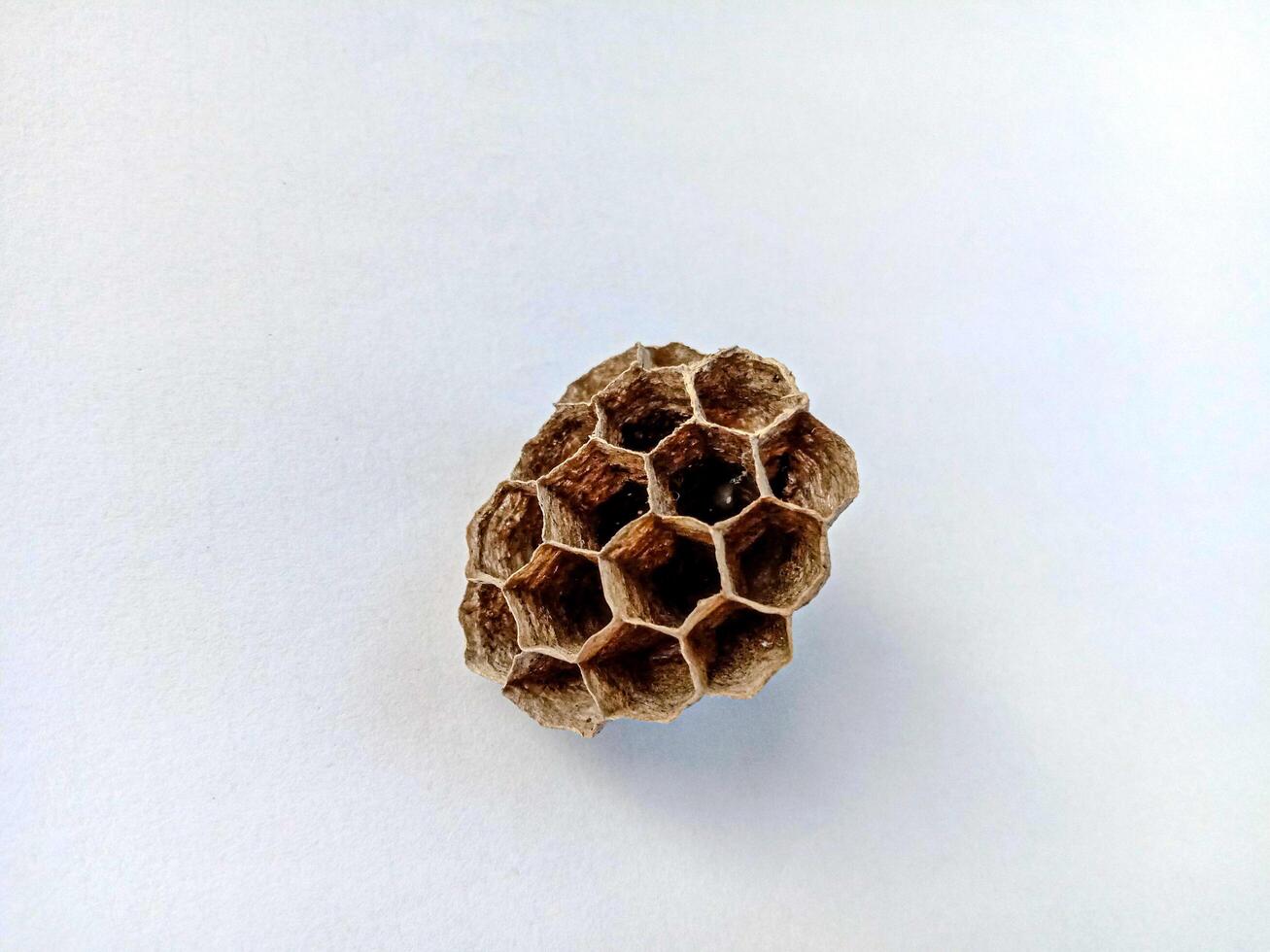 wasp nest isolated white background close up photo