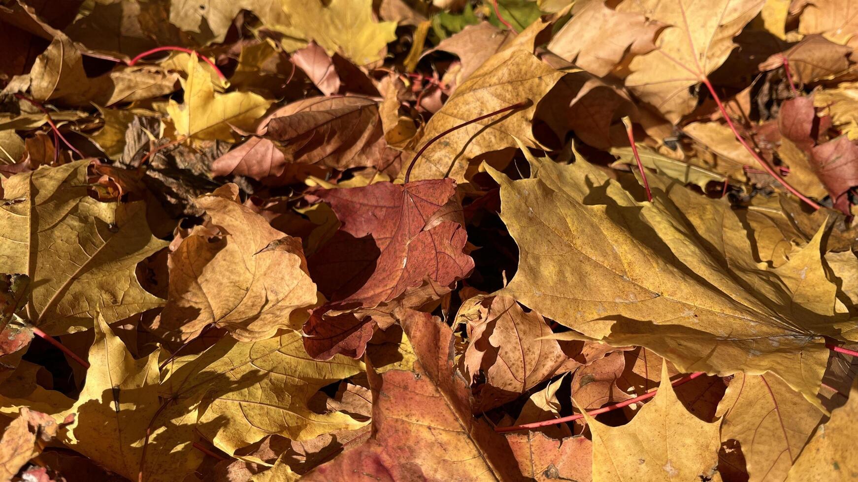 A vibrant carpet of fallen autumn leaves in shades of red, orange, and yellow. Colorful maple tree on the ground. Autumn leaves background. Perfect for design element, or any commercial purposes. photo