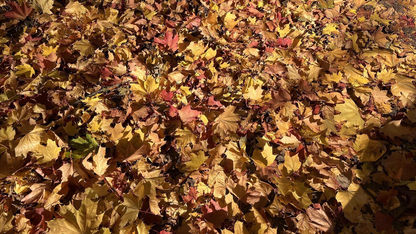 A vibrant carpet of fallen autumn leaves in shades of red, orange, and yellow. Colorful maple tree on the ground. Autumn leaves background. Perfect for design element, or any commercial purposes. photo