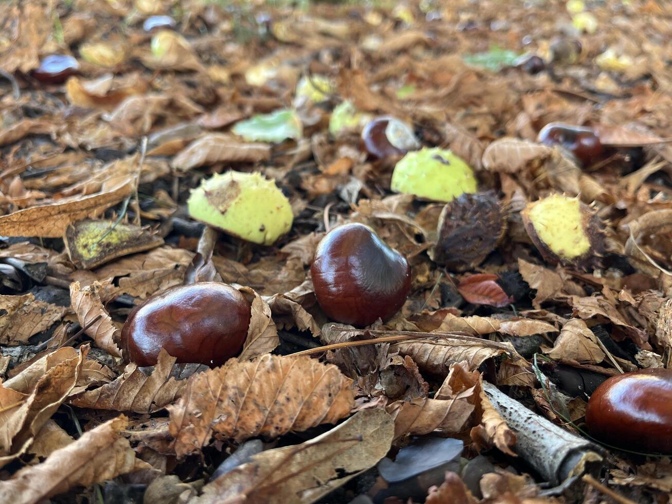 Autumn chestnuts on the ground. Selective focus. Shallow depth of field. photo