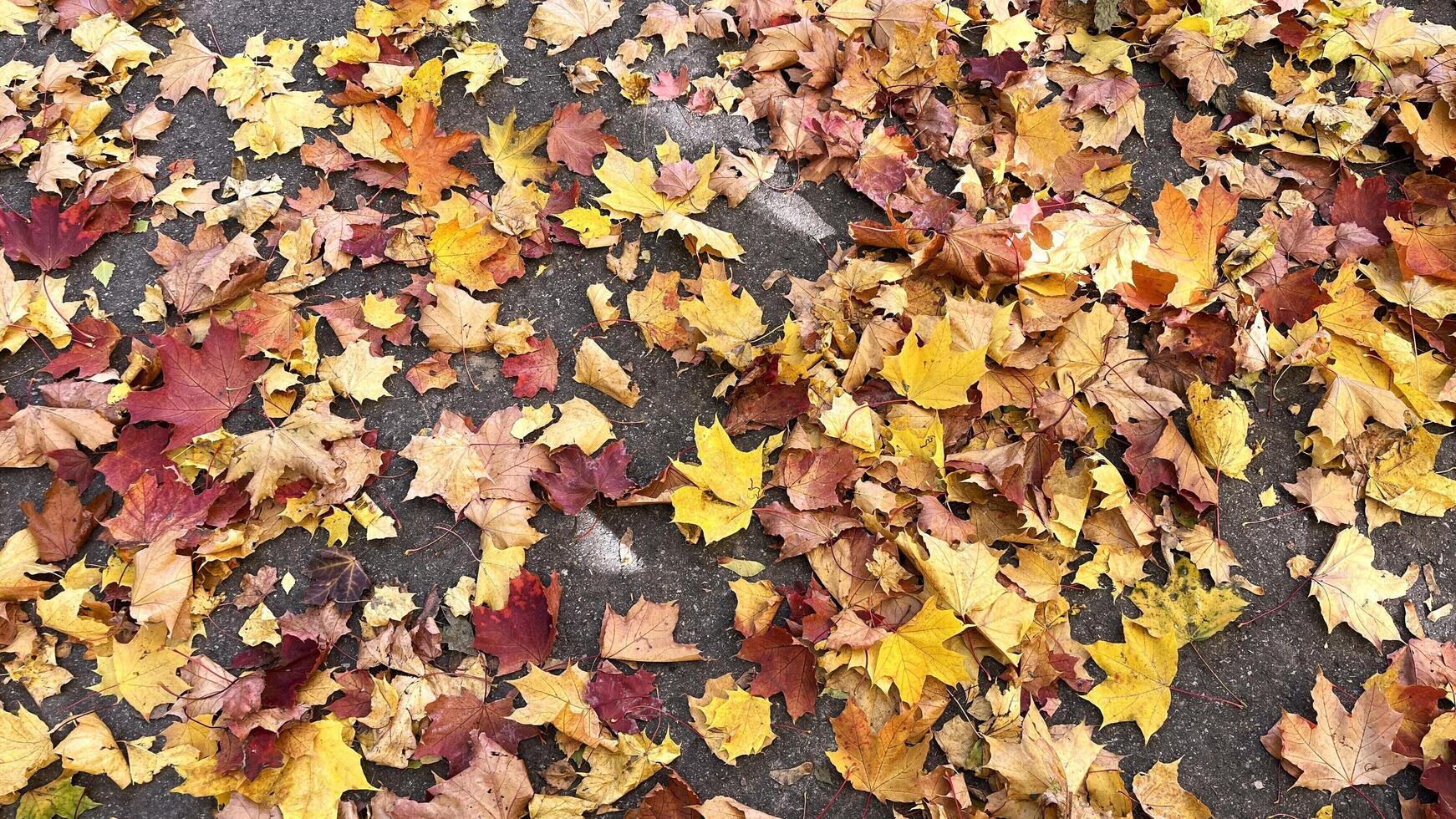 A vibrant carpet of fallen autumn leaves in shades of red, orange, and yellow. Colorful maple tree on the ground. Autumn leaves background. Perfect for design element, or any commercial purposes. photo
