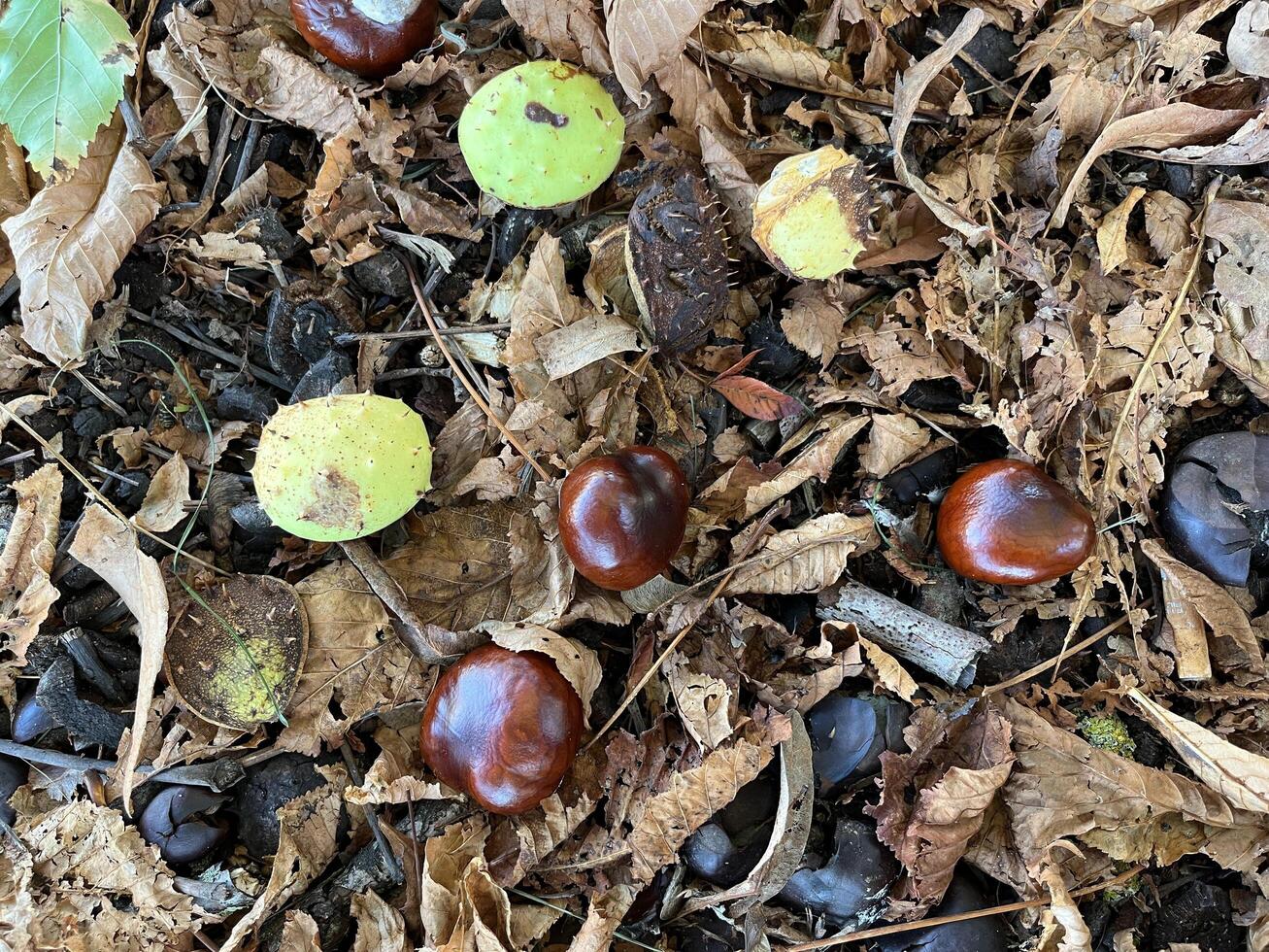 Autumn chestnuts on the ground in the forest, top view photo