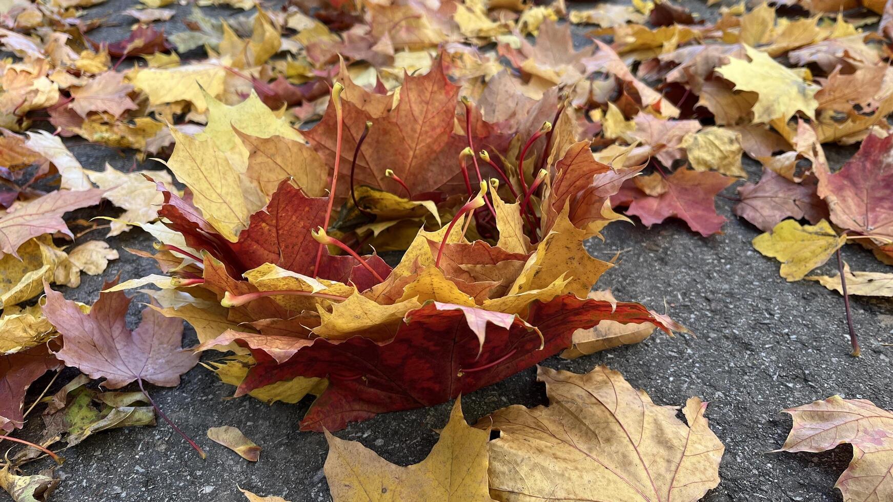 A vibrant carpet of fallen autumn leaves in shades of red, orange, and yellow. Colorful maple tree on the ground. Autumn leaves background. Perfect for design element, or any commercial purposes. photo