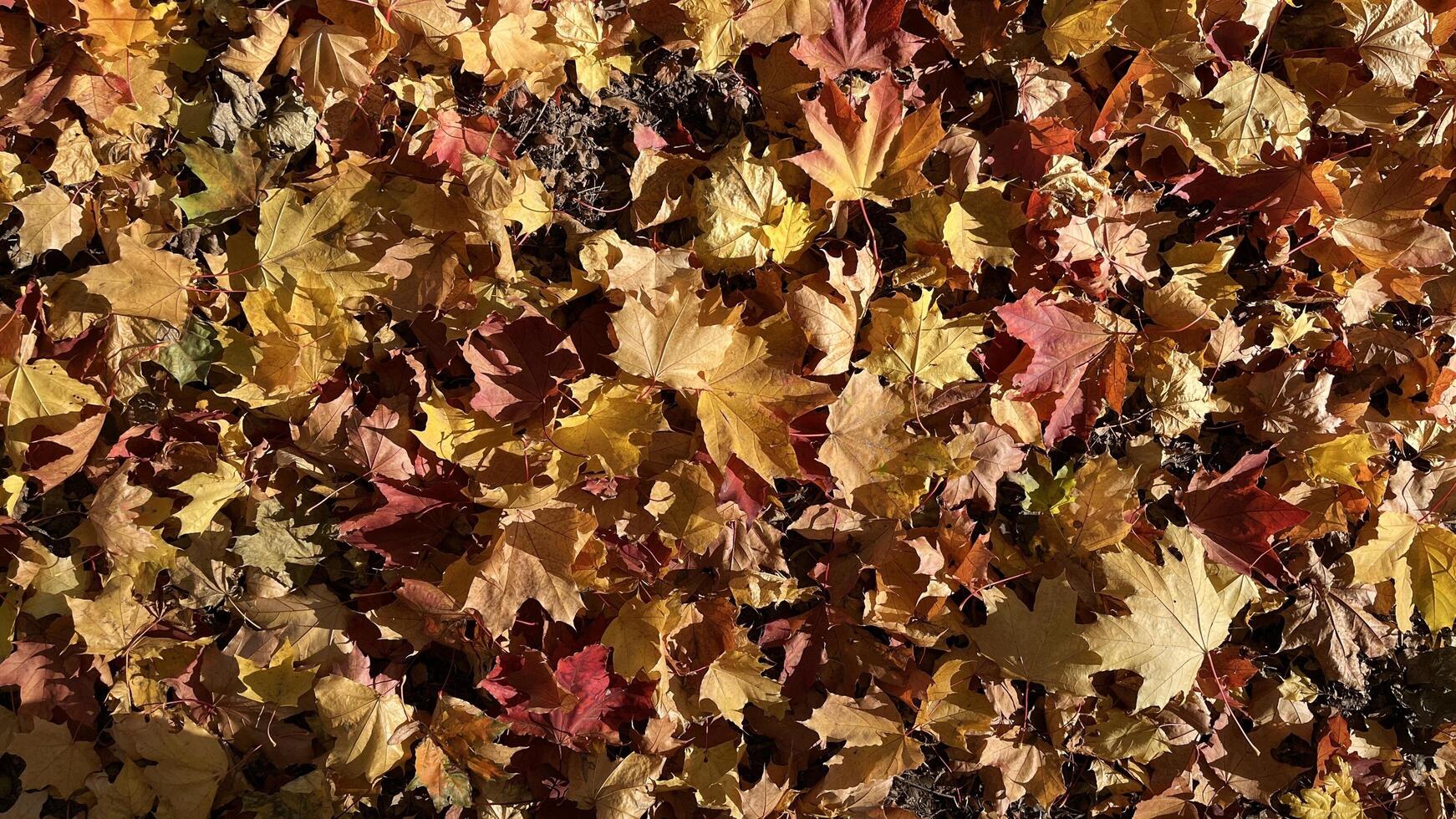 A vibrant carpet of fallen autumn leaves in shades of red, orange, and yellow. Colorful maple tree on the ground. Autumn leaves background. Perfect for design element, or any commercial purposes. photo