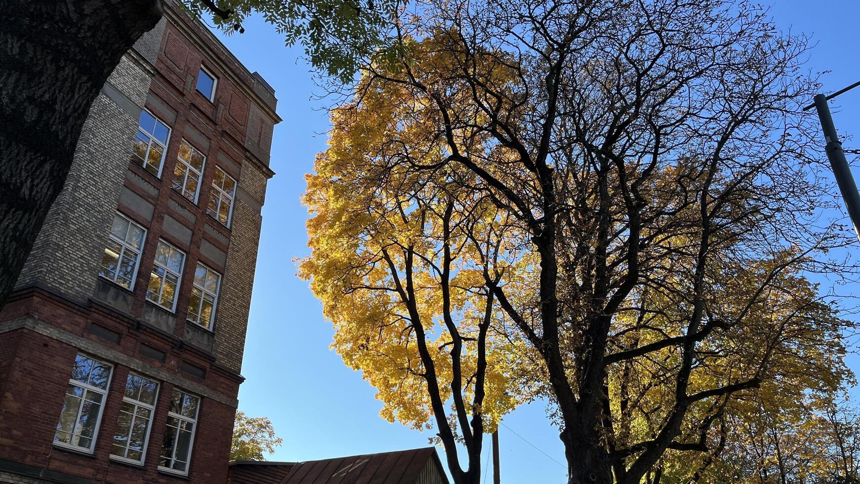Autumn background. The trees are yellowed and the sun is shining. Autumn background perfect for background, design element, or any commercial photo