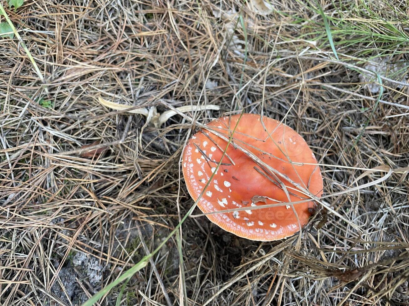 Fly agaric mushroom in autumn forest photo