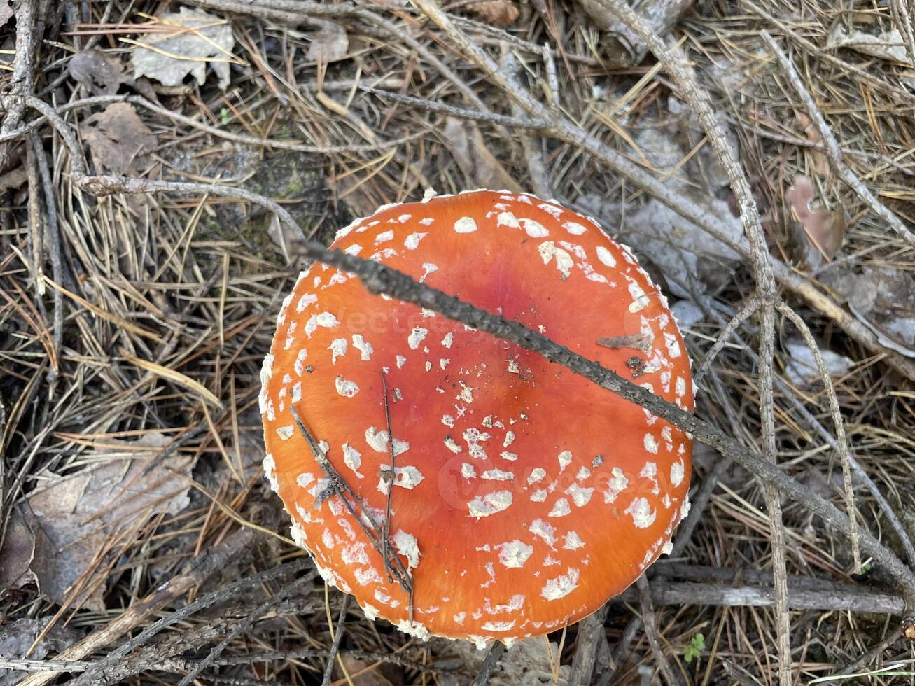 Fly agaric mushroom in autumn forest photo