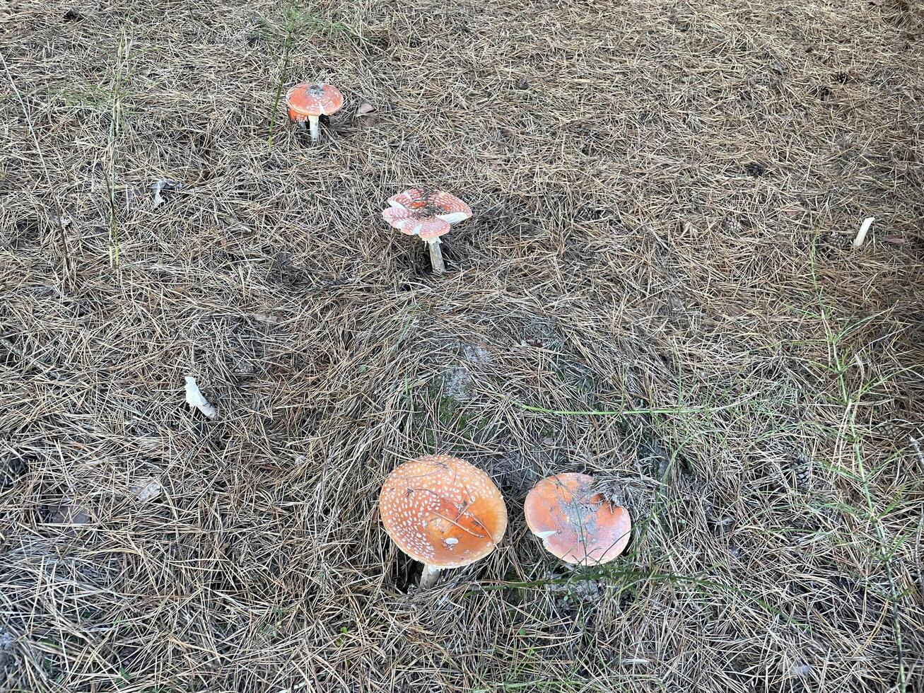 Fly agaric mushroom in autumn forest photo