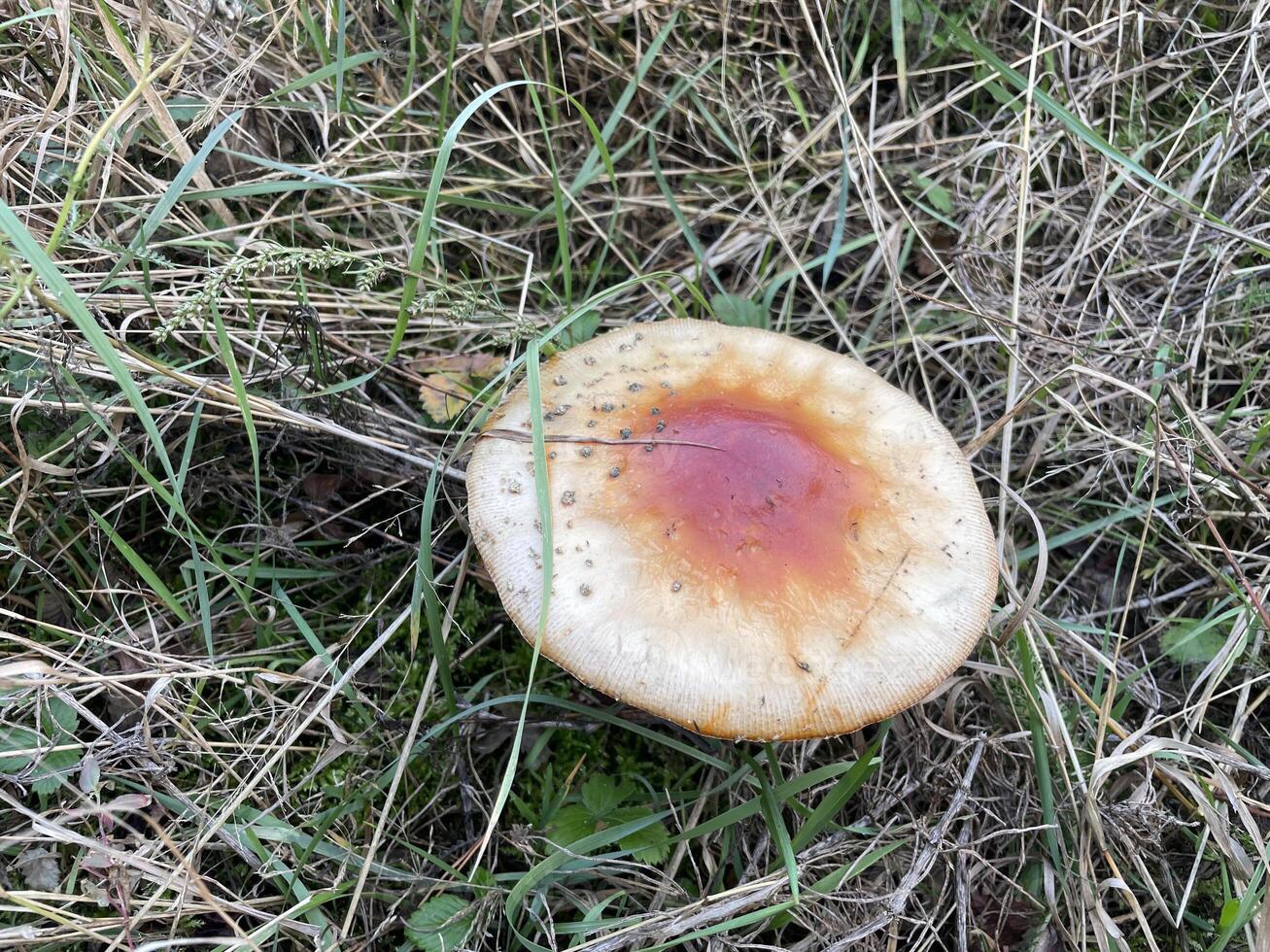 Fly agaric mushroom in autumn forest photo