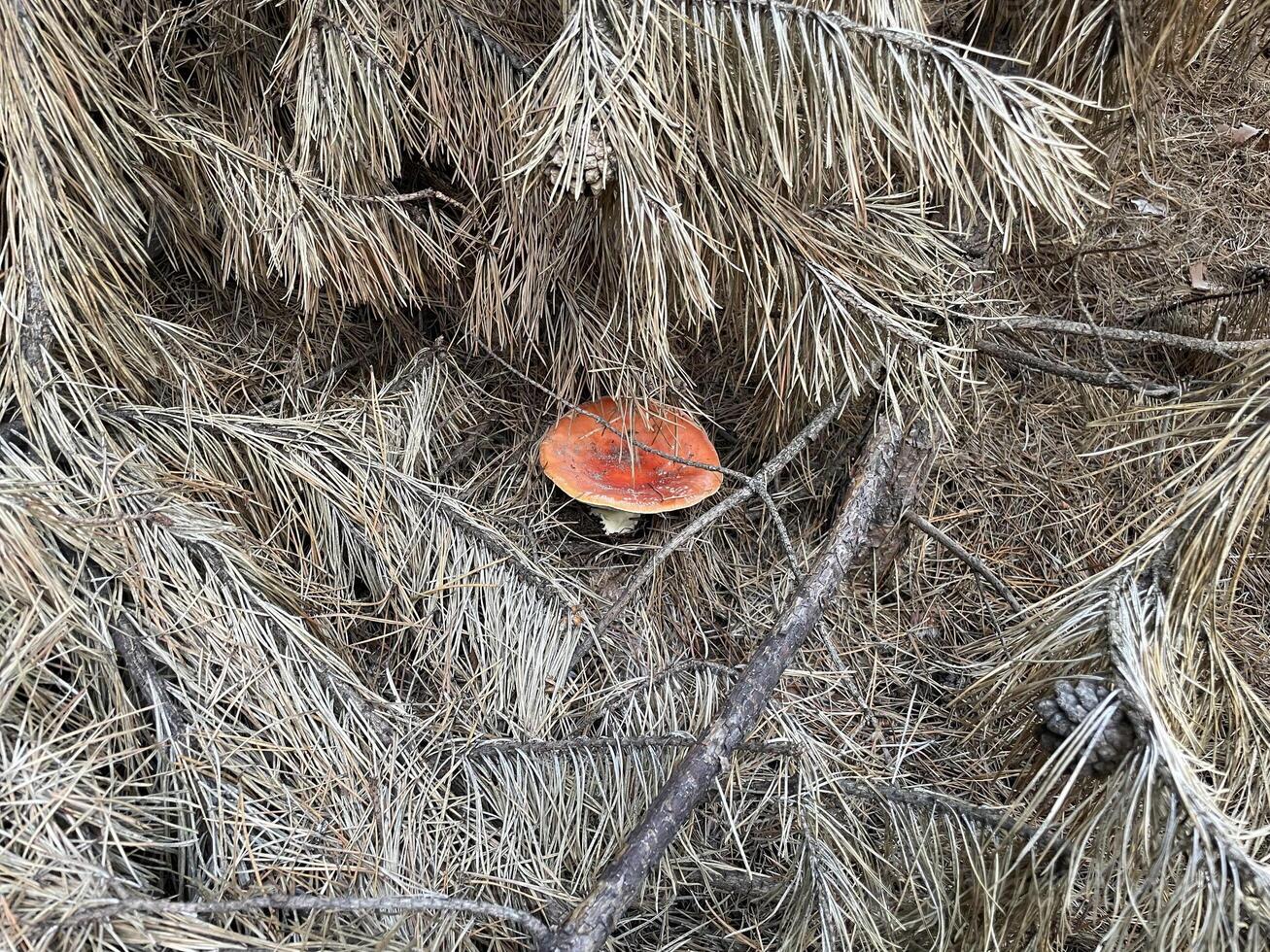 Fly agaric mushroom in autumn forest photo