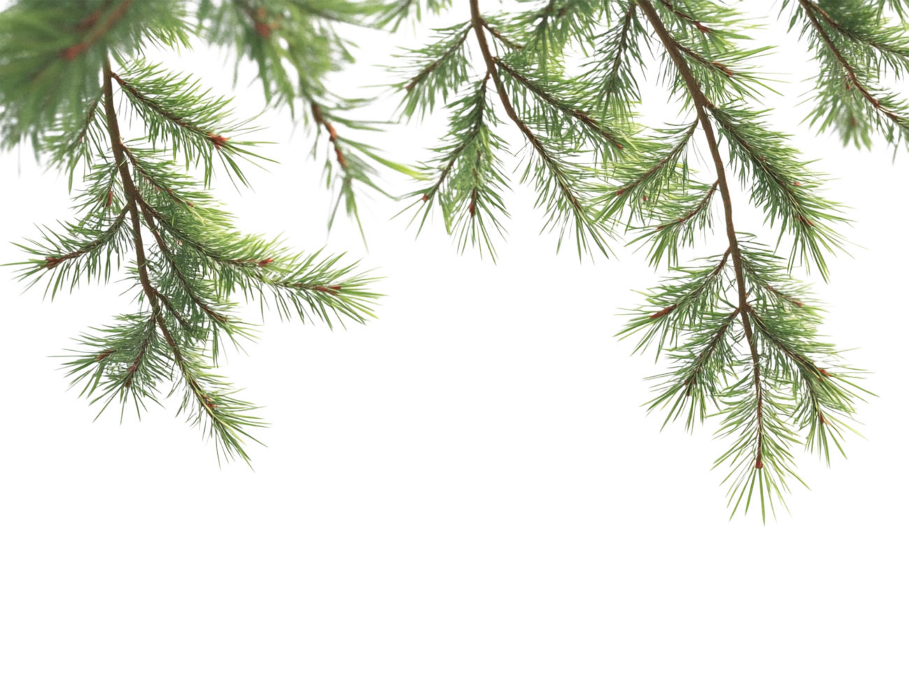 A branch of evergreen tree with needles png