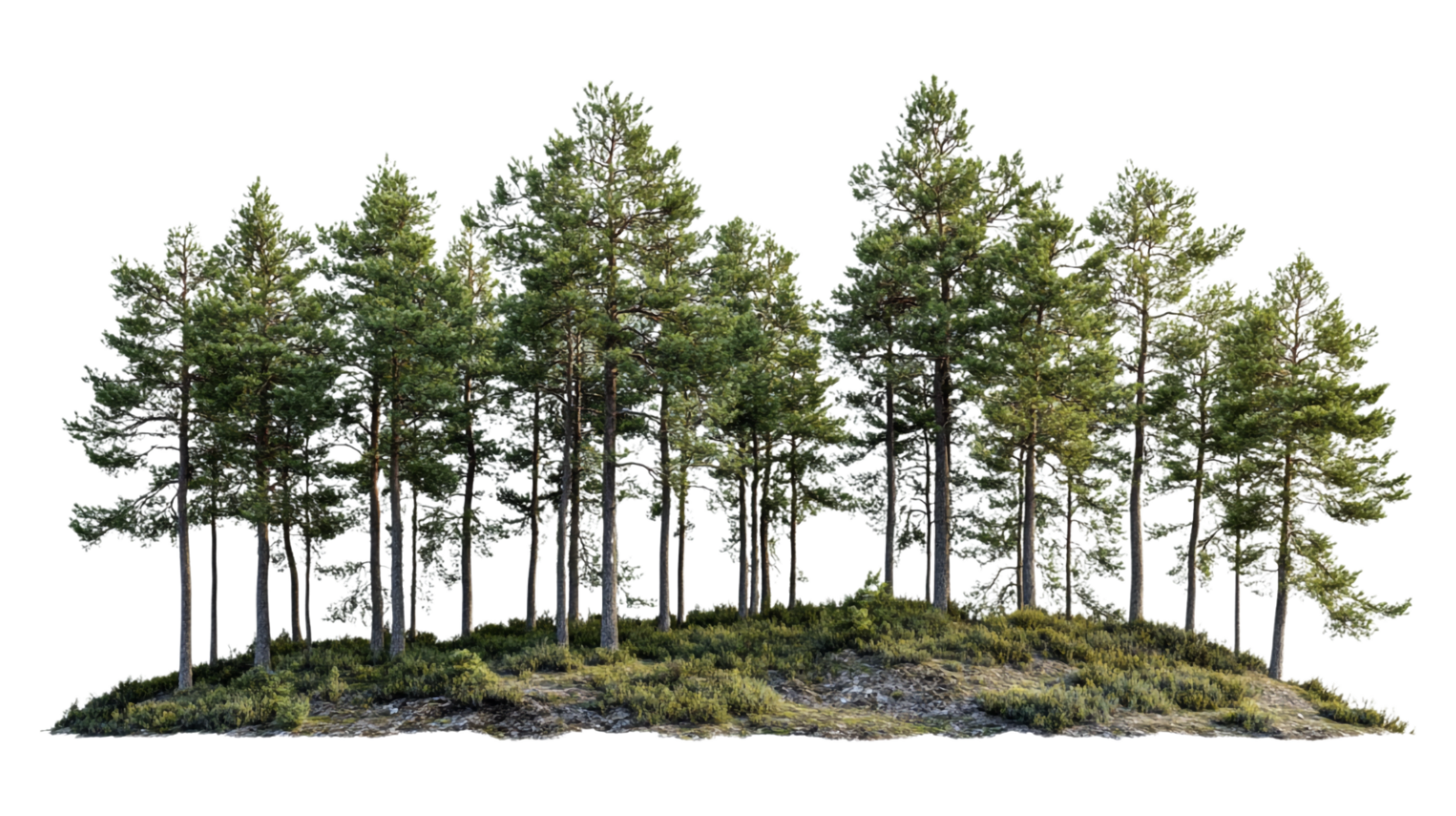 A group of trees in the middle of a field png