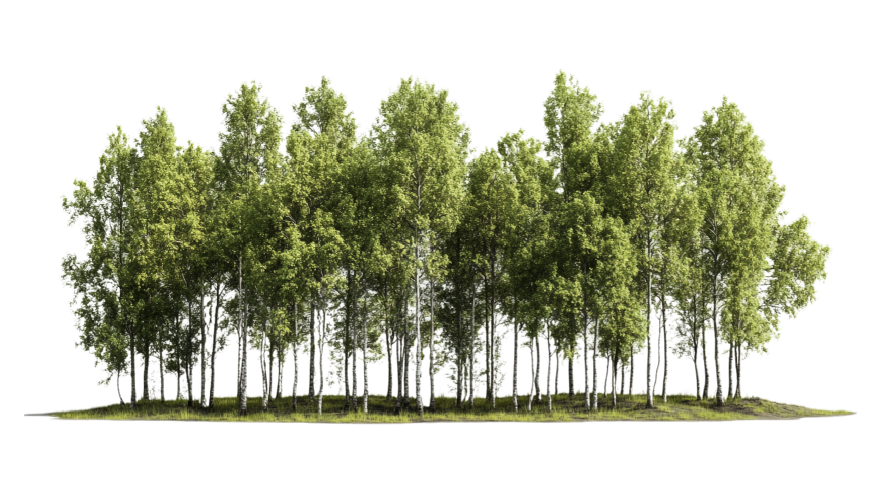 A group of trees in a field with grass png