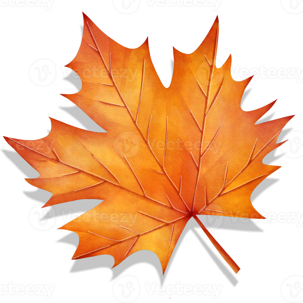 An orange maple leaf on a Transparent background png