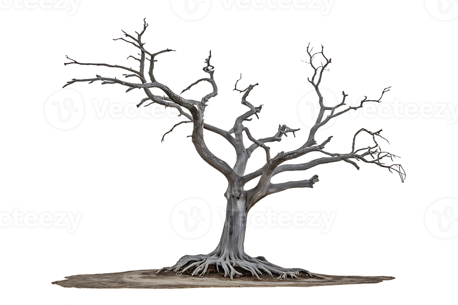 skeletal tree with gnarled branches and exposed roots isolated on transparent background png