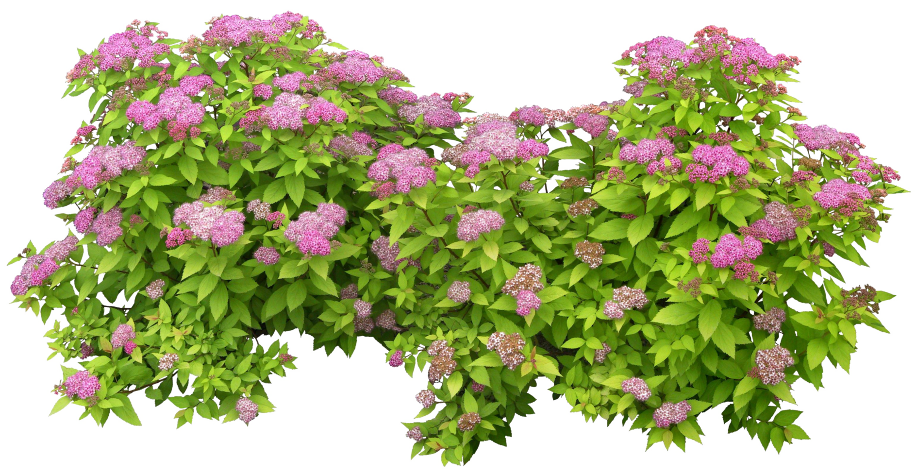 Download Bush Images - bush Image with No Background png