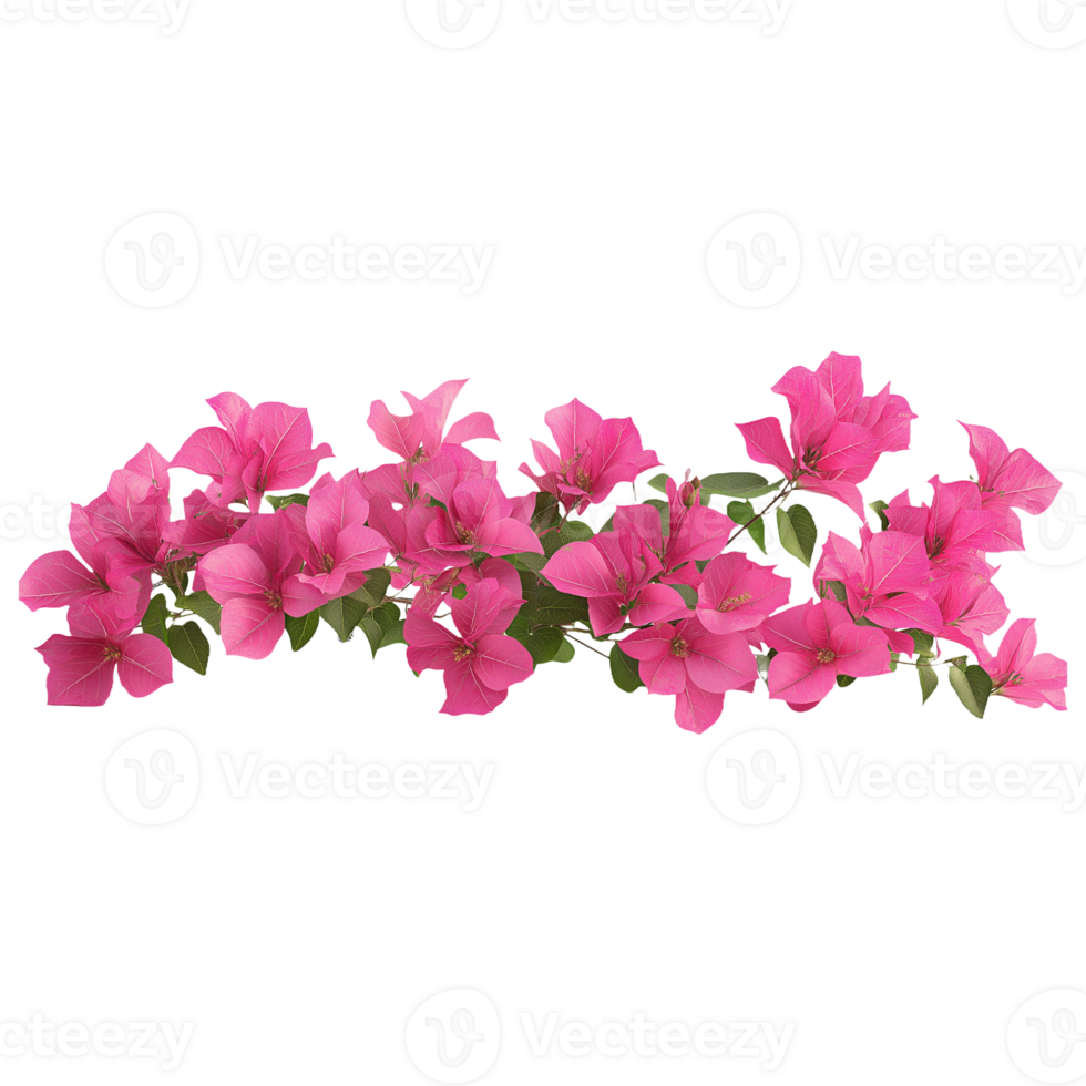 Bright Bougainvillea Bloom Isolated for Use in Marketing and Covers A beautifully isolated floral image to enhance product visuals, digital campaigns, or artwork designs. png
