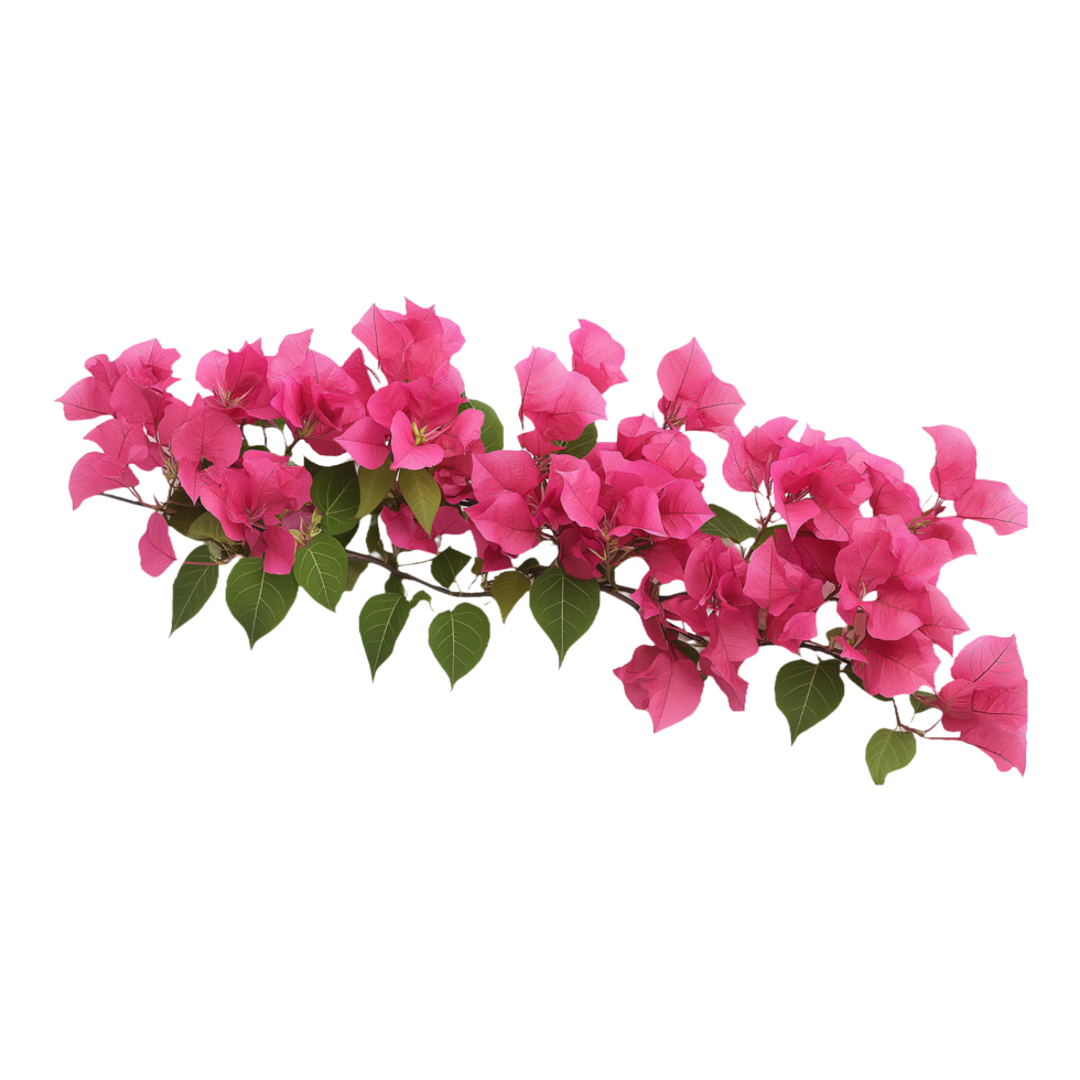 Bougainvillea Blossom Isolated for Product Banners and Marketing Use With bright magenta hues and a clean transparent background, png