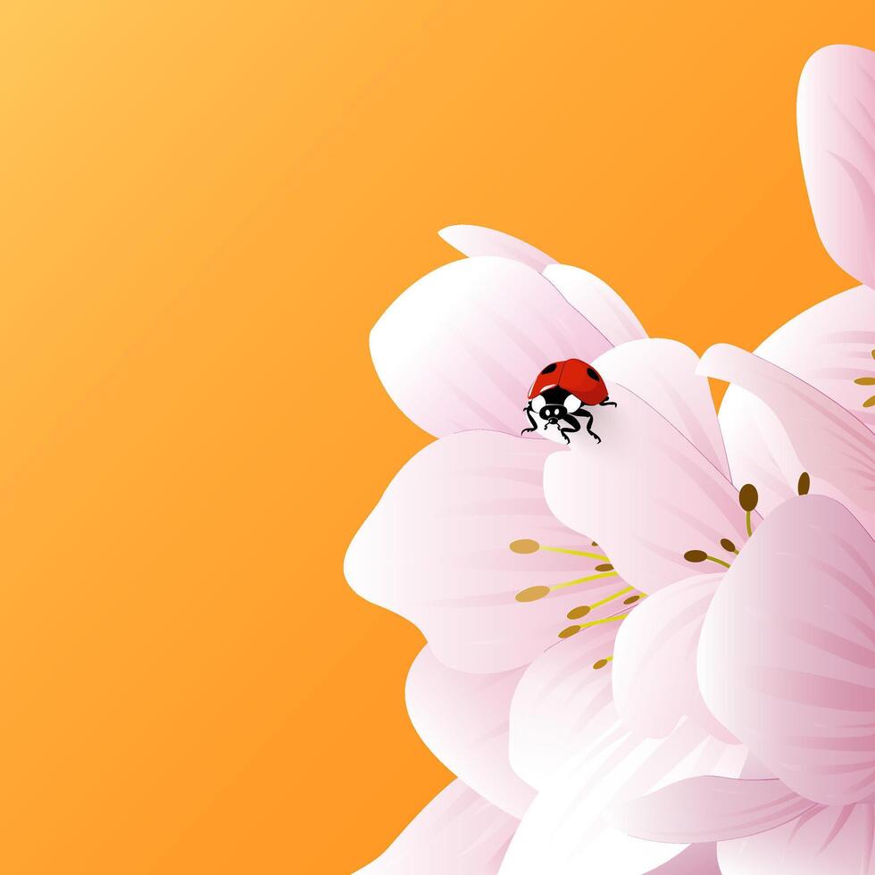 A ladybug sits on the delicate white pink flowers of an apple tree, a peach. Spring bright postcard with an orange background and copy space vector