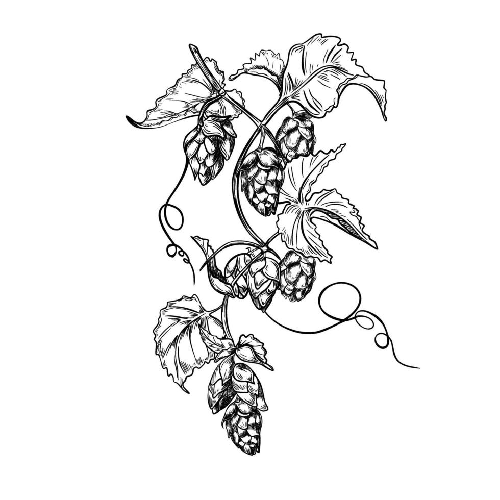 Hop vine, humulus cone black white graphic illustration isolated. Hop cones branch leaves painted engraving in botanical sketch for design beer label, herbal packaging, Oktoberfest. Hops liana. vector