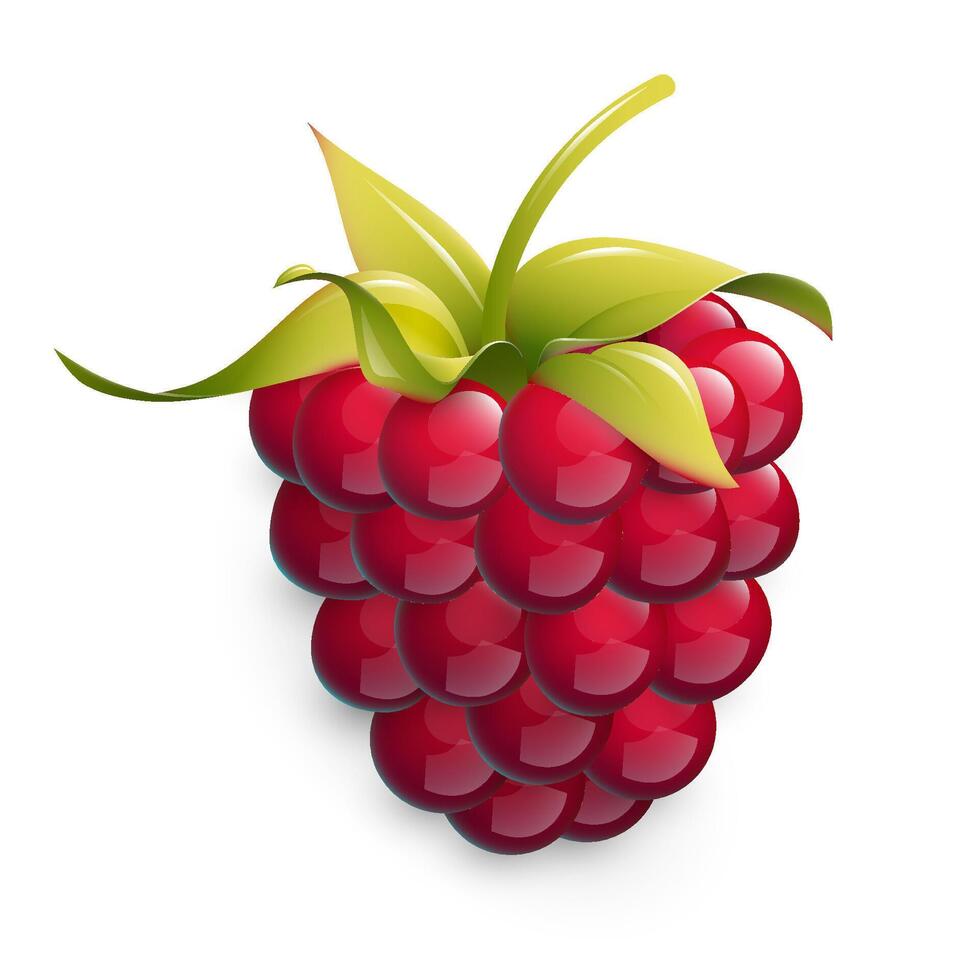 illustration of ripe raspberry isolated on white background. Fresh berry illustration. Cartoon style icon. Healthy food illustration. vector