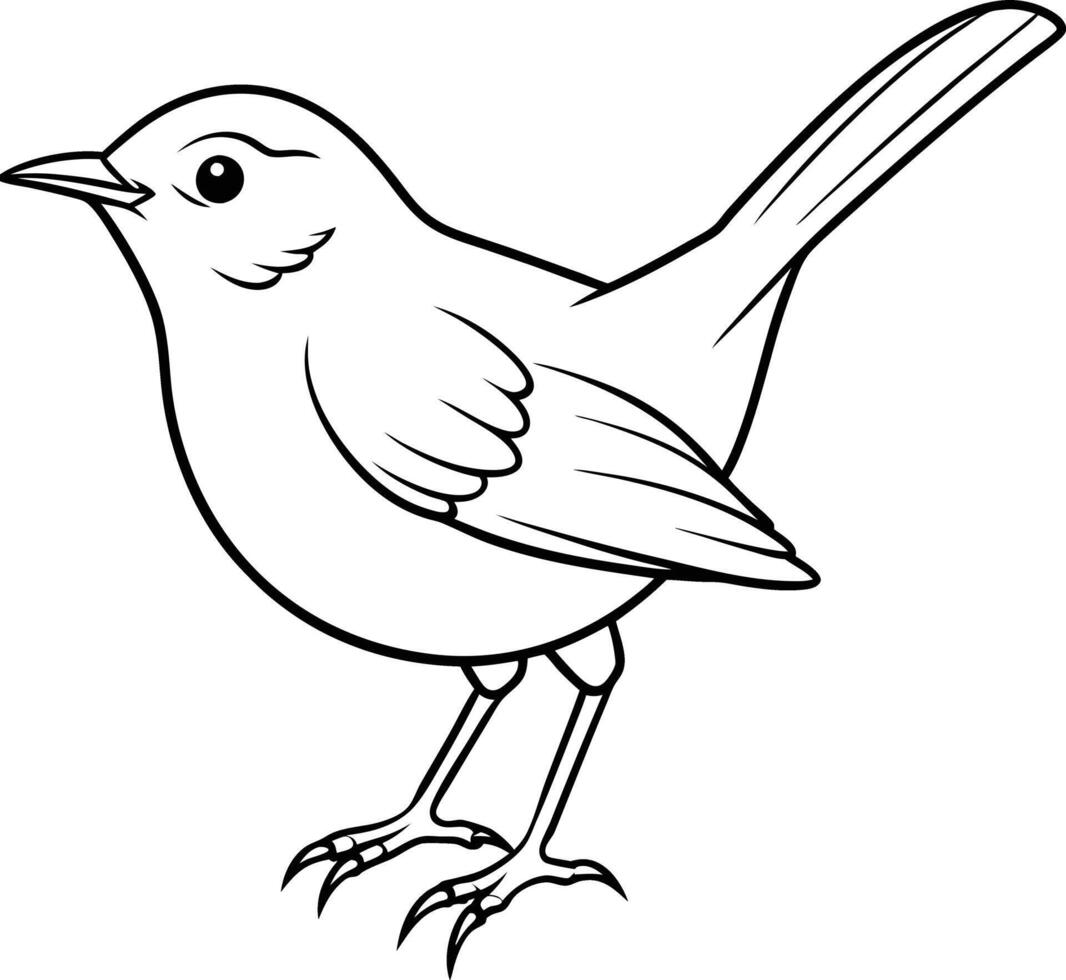 cettis warble line art illustration vector