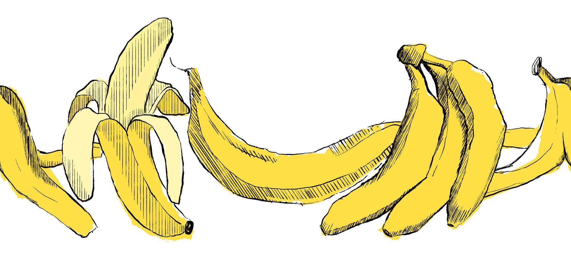 Banana graphic yellow fruit seamless border on white background. image. vector
