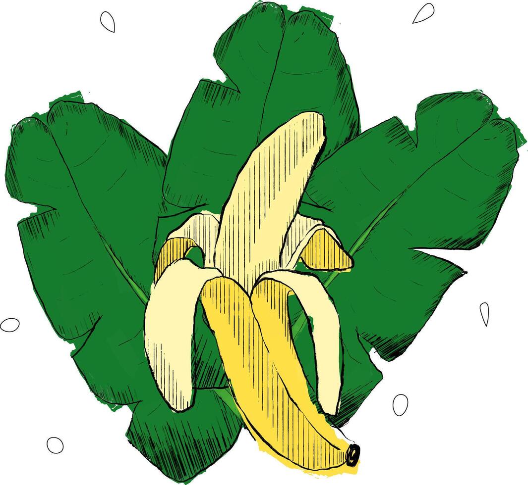 banana and palm leaves composition on isolated white background, graphic illustration. Jungle design elements vector
