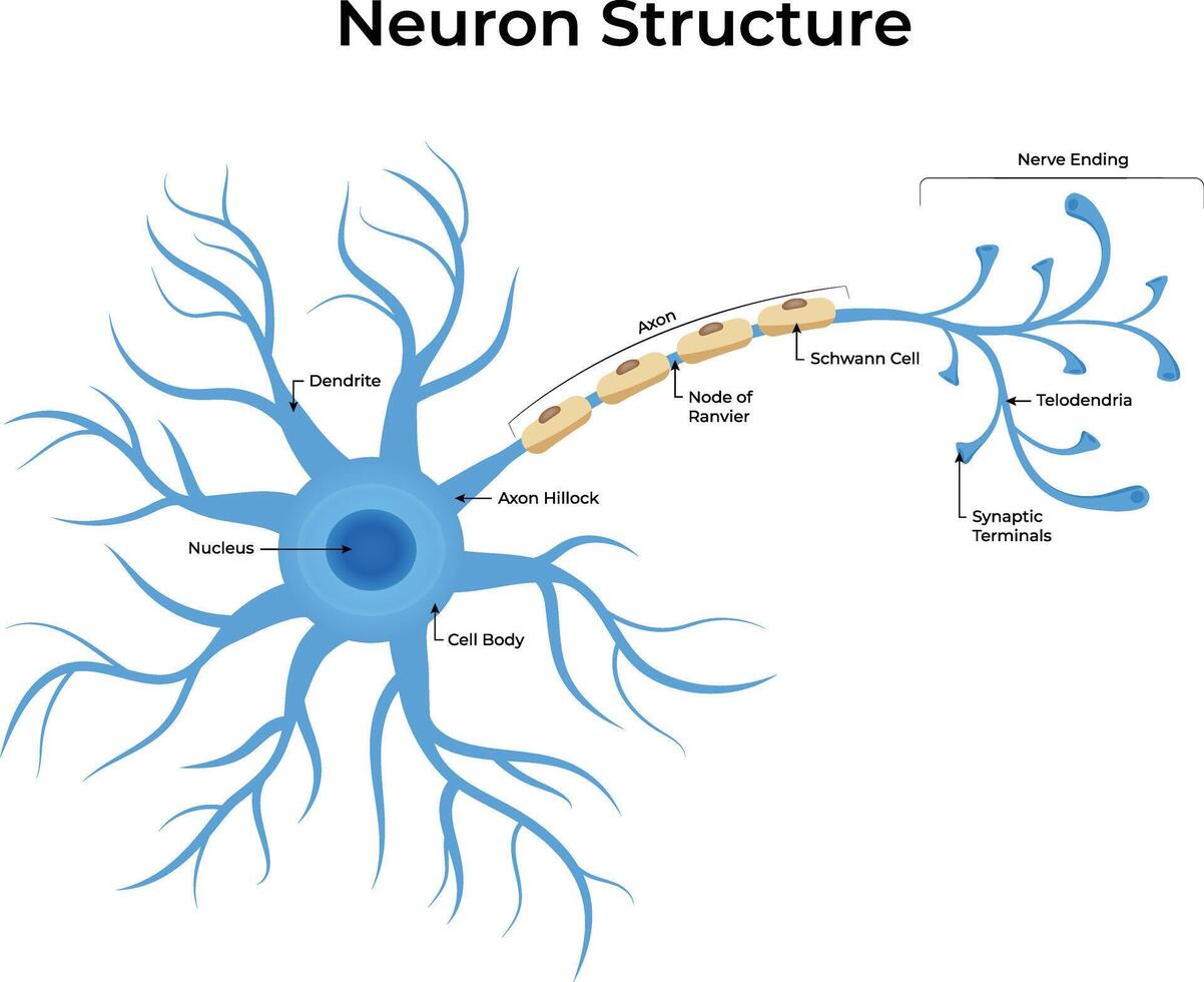 Neuron Structure Anatomy Illustration vector