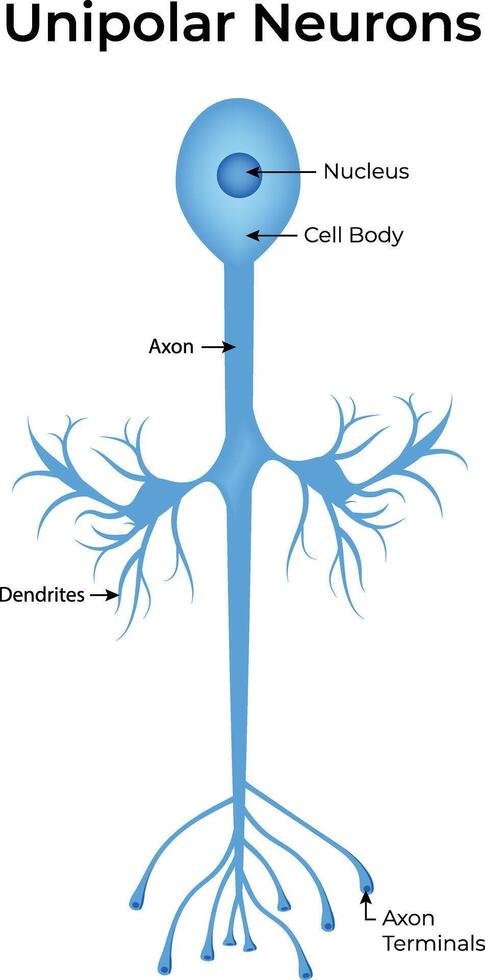 Unipolar Neurons Anatomy Illustration vector