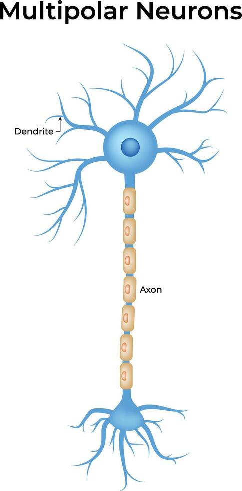 Multipolar Neurons Anatomy Illustration vector