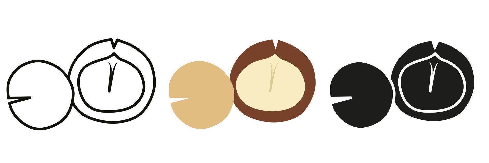 Macadamia nut. Macadamia nut illustration in different styles. Macadamia for your advertising. vector