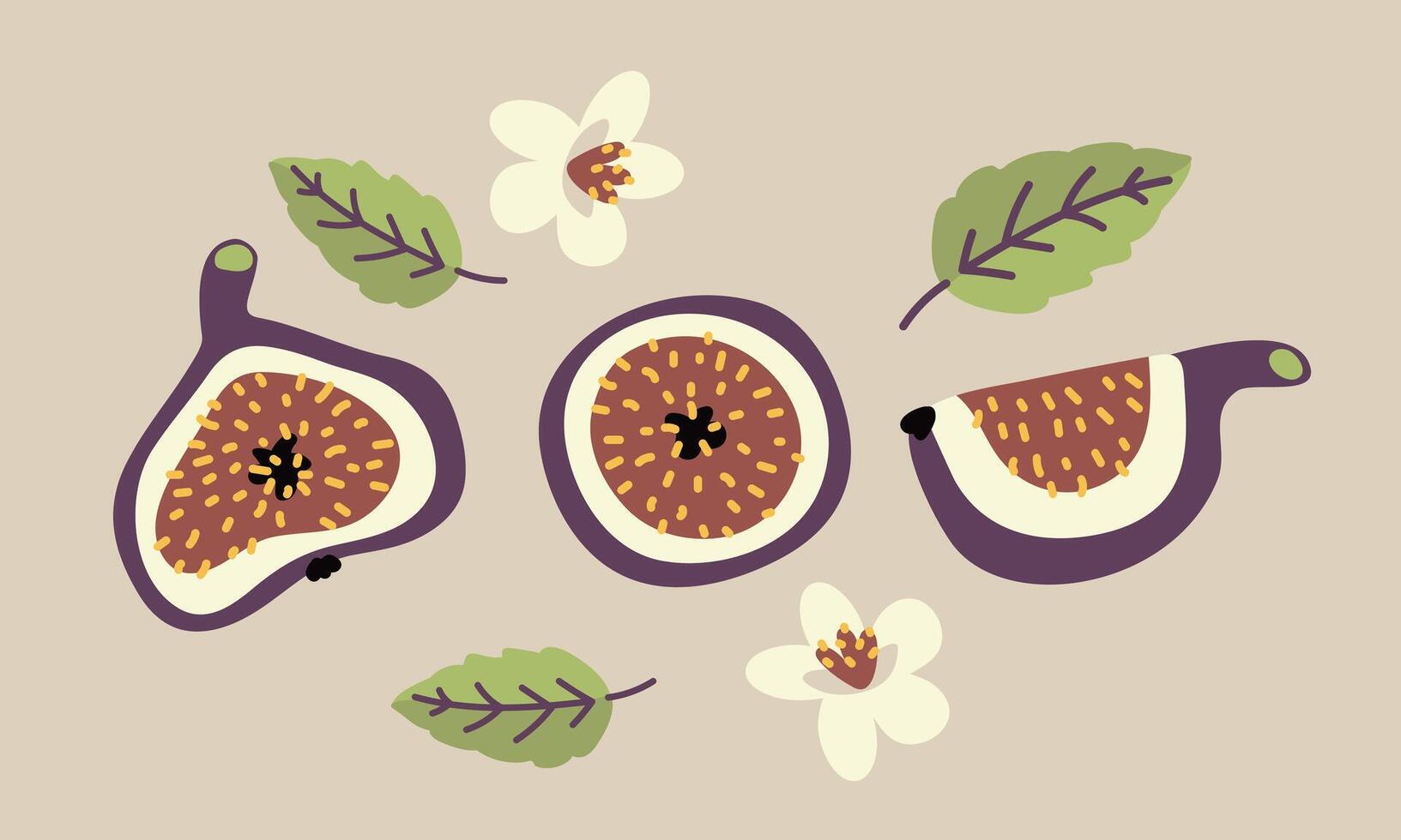 set with fig slices, leaves and flowers, illustration flat style vector