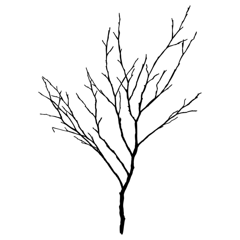 Black Branch Tree or Naked trees silhouettes. vector